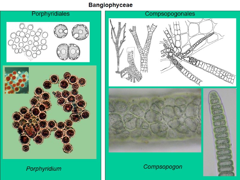 Porphyridium  Bangiophyceae Compsopogon  Porphyridiales Compsopogonales